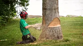 abattage-arbres-81-tarn